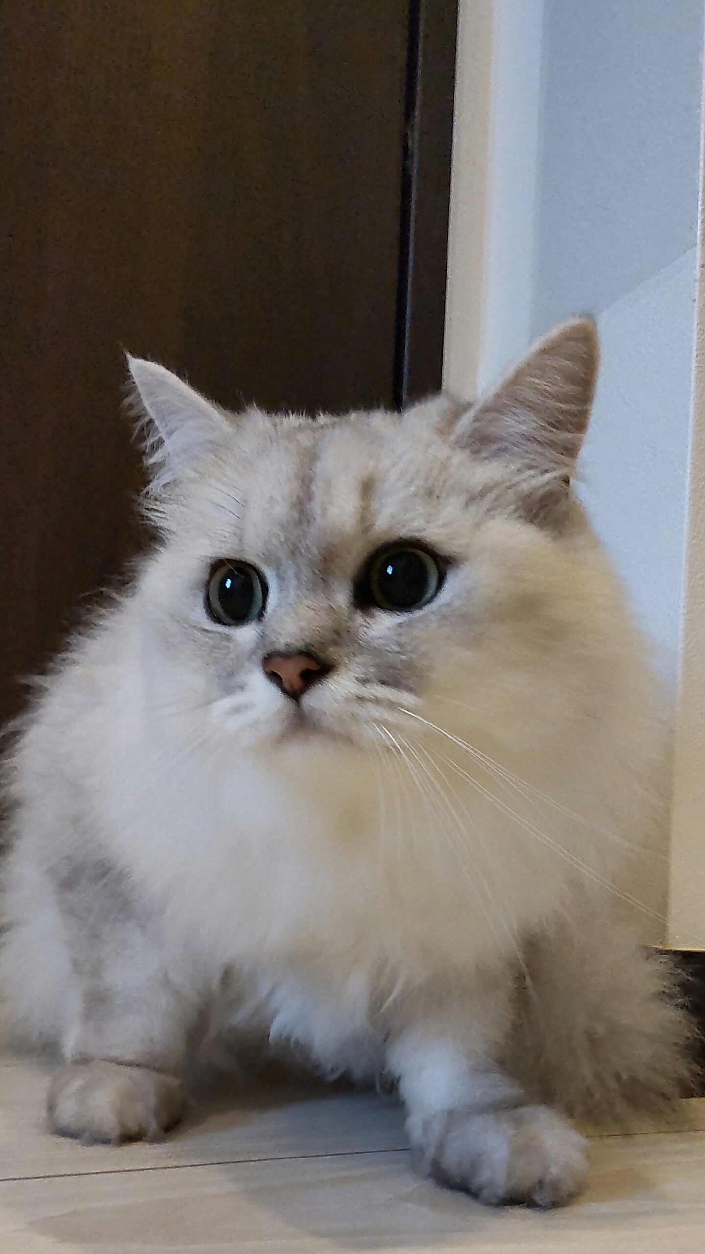 丸い目の白いペルシャ猫