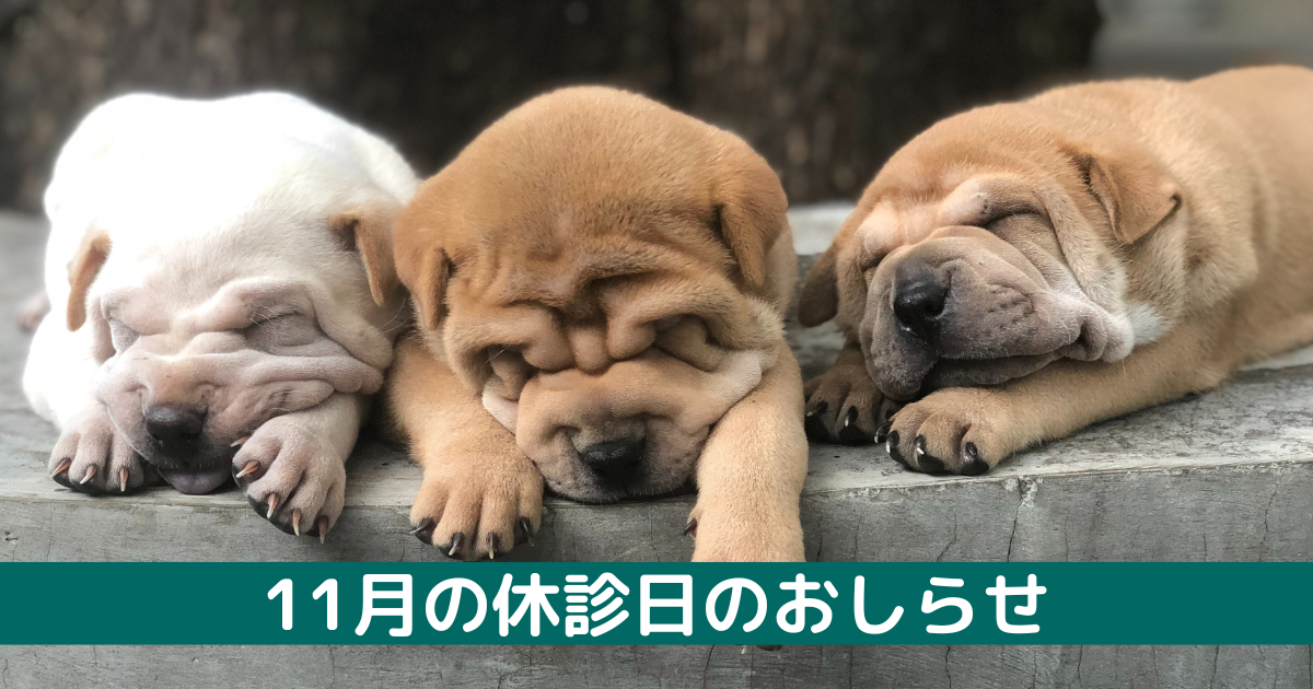 三匹の寝ている子犬