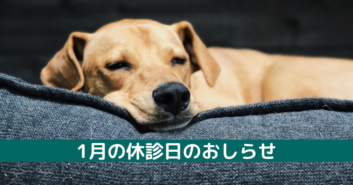 ソファーで寝ている茶色の犬